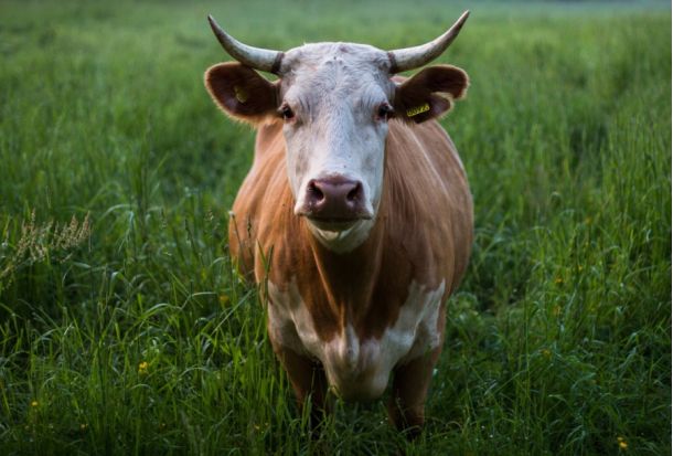 pixabay.com/nl/photos/koe-hoorns-vee-dier-gras-landbouw-1839118/